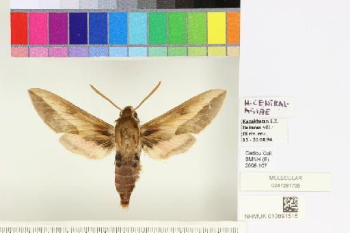 Hyles centralasiae (Staudinger, 1887) - NHMUK010891515_Hyles_centralasiae_dorsal_and_labels.JPG