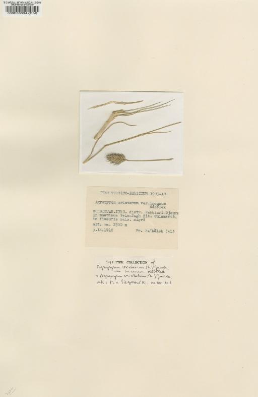 Agropyron cristatum (L.) Gaertn. - BM000086834