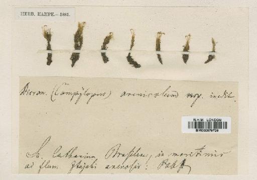 Campylopus trachyblepharon (Müll.Hal.) Mitt. - BM000879729