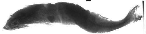 Alepocephalus australis Barnard, 1923 - BMNH 2023.3.23.118, Alepocephalus australis, radiograph