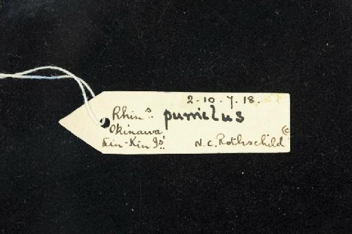 Rhinolophus cornutus pumilus K. Andersen, 1905 - 1902_10_7_18-Rhinolophus_cornutus_pumilus-Holotype-Skull-label