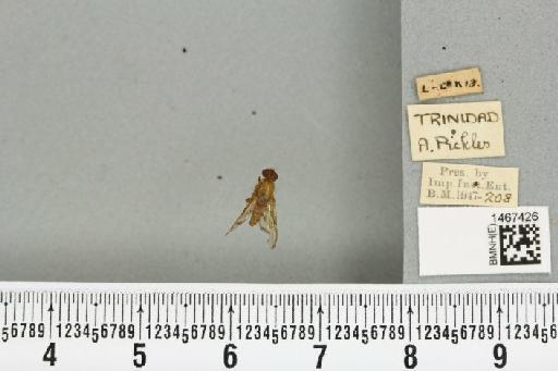 Anastrepha antunesi Lima, 1938 - BMNHE_1467426_40321