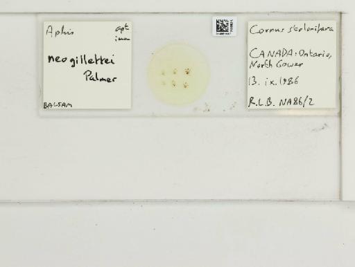 Aphis neogillettia Palmer, 1938 - 014865987_112479_1092917_157743_NoStatus