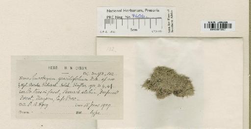 Leucobryum rehmannii Müll.Hal. - BM000870307