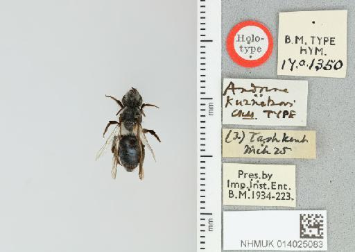 Andrena (Melandrena) kuznetzovi Cockerell, T., 1930 - 014025083_834113_521382-