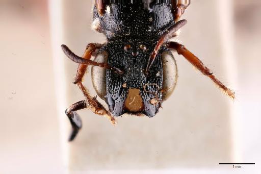 Ceratina dolichorhina Cockerell, 1937 - 014022493_Face