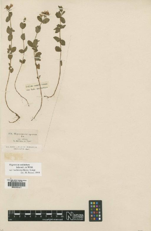 Hypericum undulatum var. boeticum (Boiss.) Lange - BM000751677