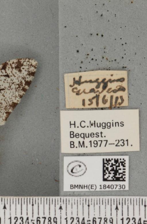 Biston betularia (Linnaeus, 1758) - BMNHE_1840730_label_413720