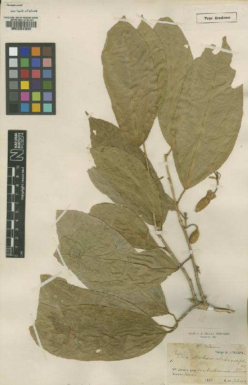 Matisia alchornaefolia Triana & Planch. - BM000645696