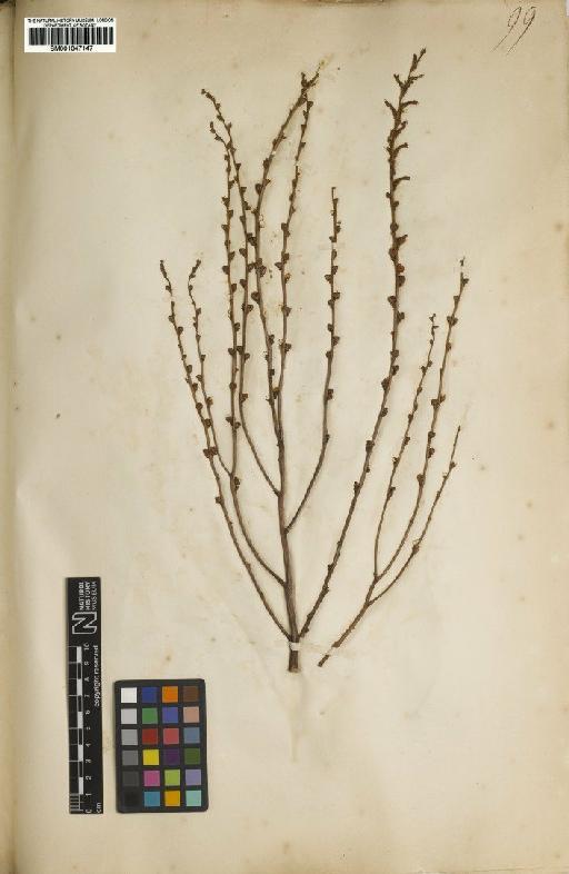 Epifagus virginiana (L.) Barton - BM001047147