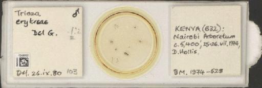 Trioza erytreae Del Guercio, 1918 - BMNHE_1248052_2222