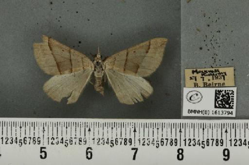 Scotopteryx luridata plumbaria (Fabricius, 1775) - BMNHE_1613794_304435