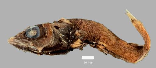 Alepocephalus australis Barnard, 1923 - BMNH 2022.5.17.63, Alepocephalus australis