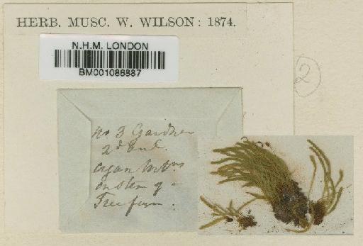 Hymenodon aeruginosus (Hook.f. & Wilson) Müll.Hal. - BM001086887