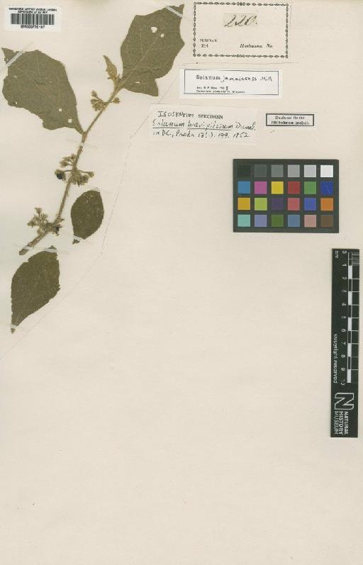 Solanum jamaicense Mill - BM000778197