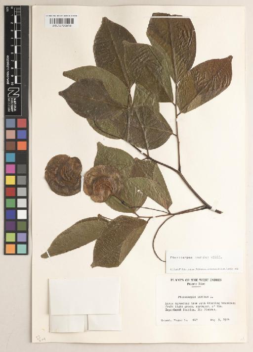 Pterocarpus indicus f. indicus - BM013709818