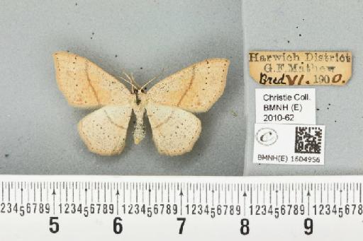 Cyclophora punctaria (Linnaeus, 1758) - BMNHE_1604956_492019