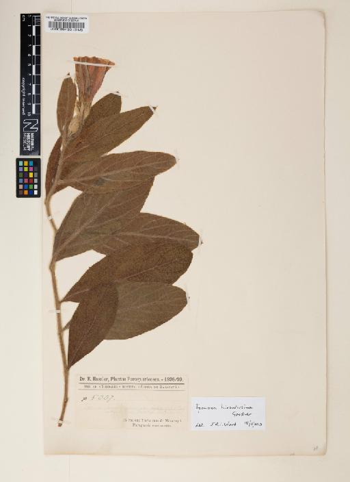 Ipomoea hirsutissima Gardner - 000089432