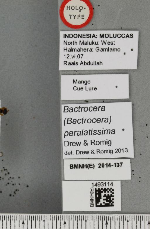 Bactrocera (Bactrocera) paralatissima Drew & Romig, 2013 - BMNHE_1493114_label_44207