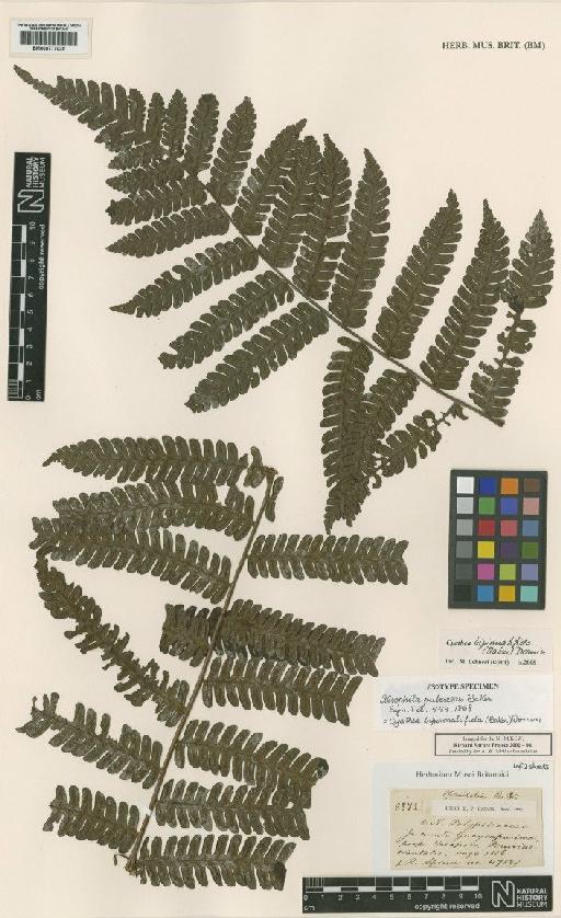 Cyathea bipinnatifida (Baker) Domin - BM000777035