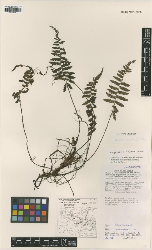 Coryphopteris inopinata Holttum - BM001044511