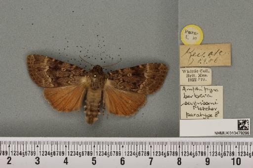 Amphipyra berbera svenssoni Fletcher, D.S., 1968 - NHMUK_010479299_571694