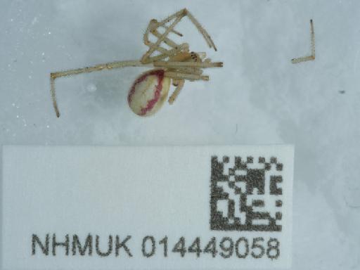 Enoplognatha latimana (Hippa & Oksala, 1982) - 014449058_2