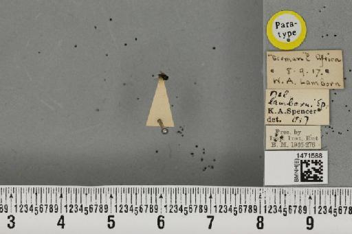 Melanagromyza solanidis Spencer, 1959 - BMNHE_1471588_46584