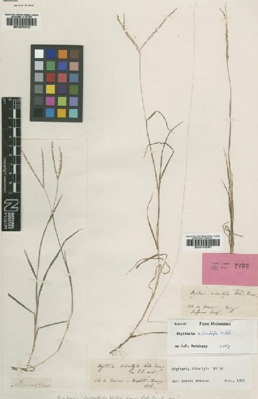 Digitaria didactyla Willd. - BM000795723