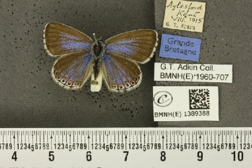 Lysandra bellargus (Rottemburg, 1775) - BMNHE_1389388_173962