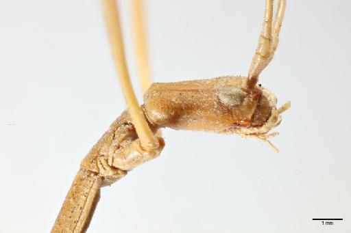 Clonistria tenuis (Westwood, 1859) - 014666277_lateral_head_prothorax