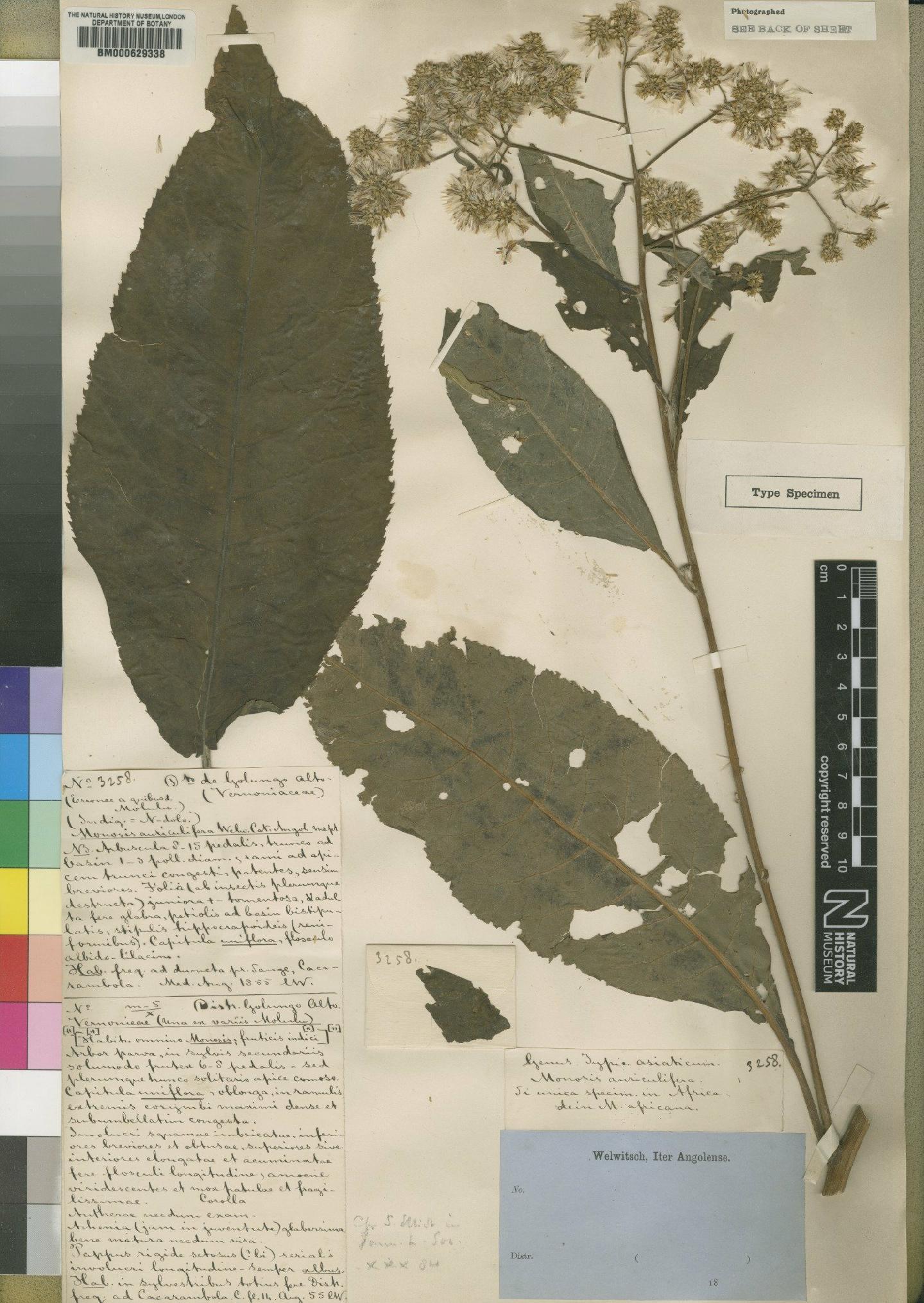 To NHMUK collection (Vernonia auriculifera Hiern; Type; NHMUK:ecatalogue:4528572)