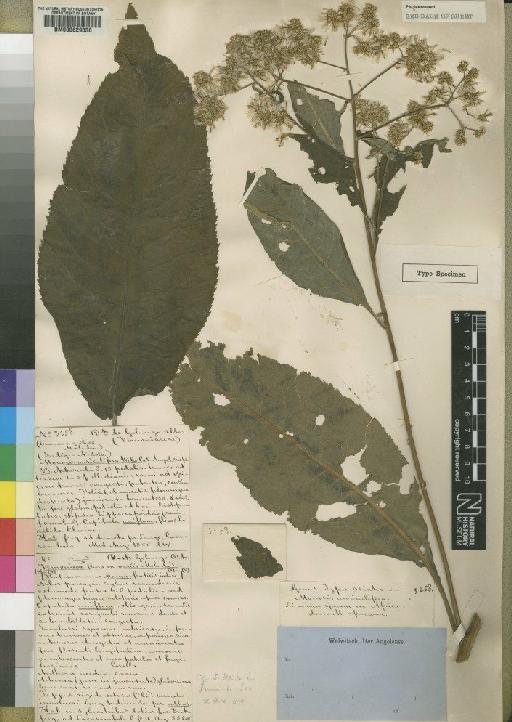 Vernonia auriculifera Hiern - BM000629338