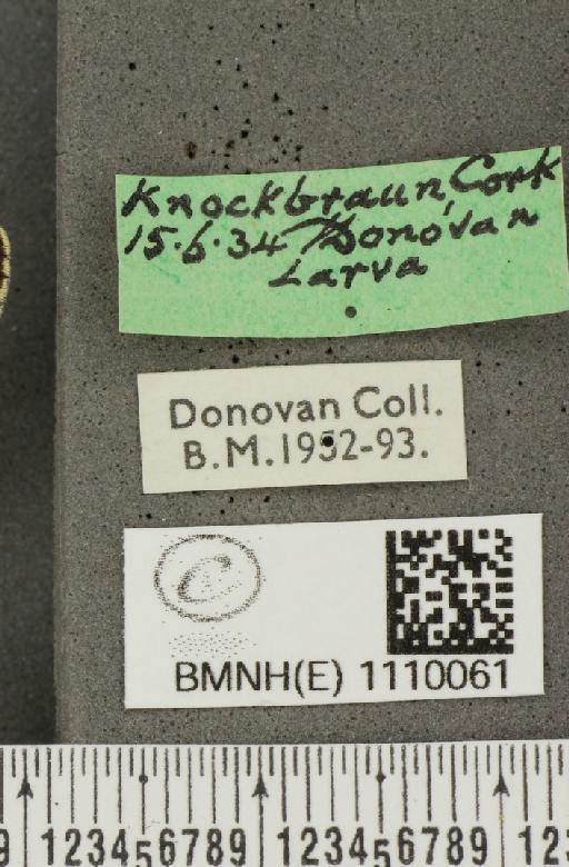 Euphydryas aurinia f. hibernica Birchall, 1873 - BMNHE_1110061_label_51707