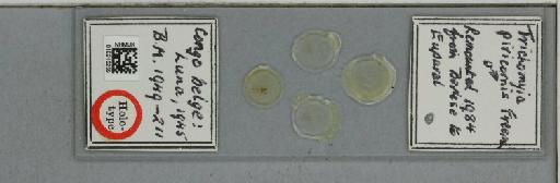 Trichomyia piricornis Freeman, 1949 - 010210259_811399_1329236_157706_Type