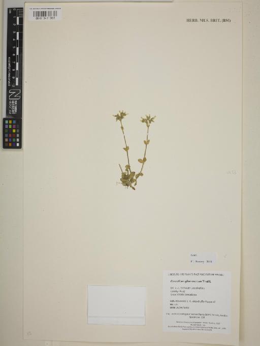 Cerastium glomeratum Thuill. - BM013411863