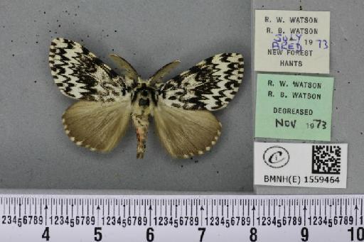 Lymantria monacha ab. mediofasciata Lempke, 1947 - BMNHE_1559464_252106