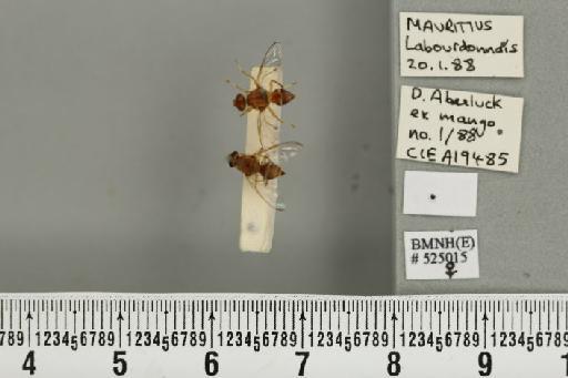 Bactrocera (Bactrocera) zonata (Saunders, 1842) - BMNHE_525015_30398