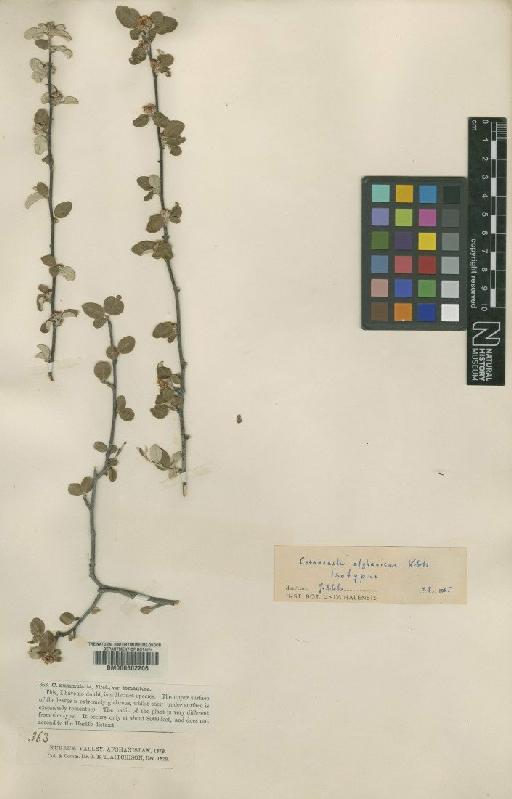 Cotoneaster orbicularis Schltdl. - BM000602206