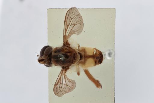 Mesembrius (Mesembrius) tarsata (Bigot, 1883) - Mesembrius tarsatus1 dorsal