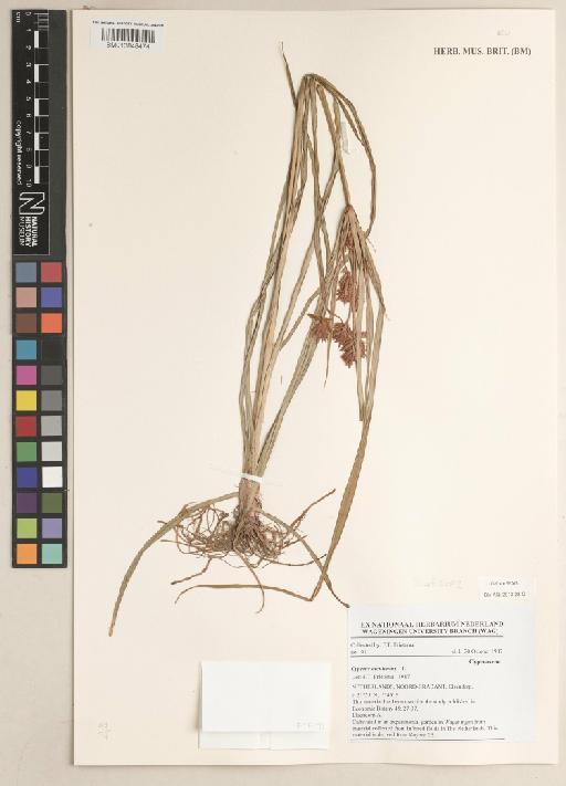 Cyperus esculentus L. - 013848474