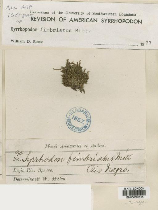 Syrrhopodon fimbriatus Mitt. - BM000663618