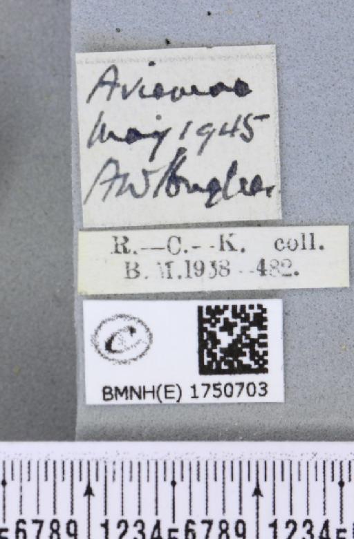 Hydriomena impluviata ab. obsoletaria Schille, 1900 - BMNHE_1750703_label_329741
