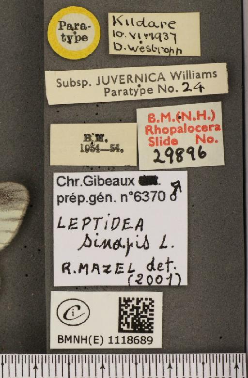 Leptidea sinapis juvernica Williams, 1946 - BMNHE_1118689_label_73888