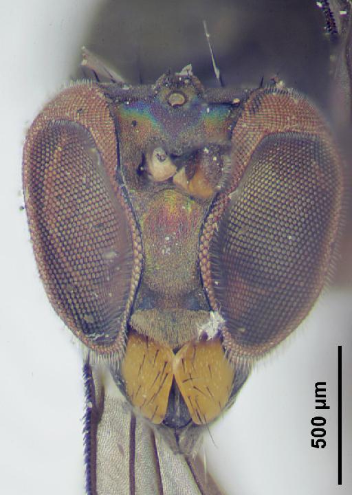 Thinophilus egenus Parent, 1935 - Thinophilus_egenus-010627793-head_frontal_B-63_0x-scale