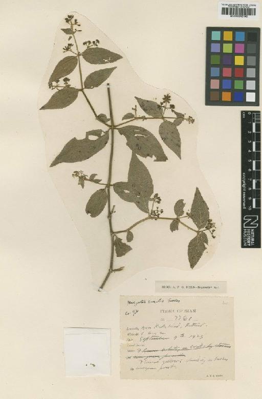 Hedyotis similis Geddes - BM000945143