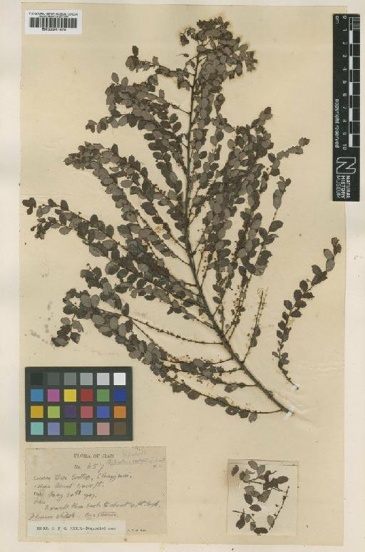 Phyllanthus sootepensis Craib - BM000951424