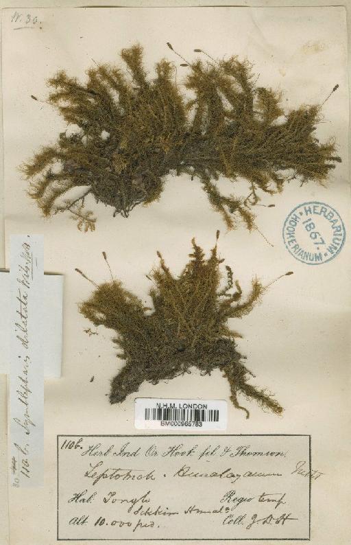 Symblepharis vaginata (Hook. ex Harv.) Wijk & Margad. - BM000965783