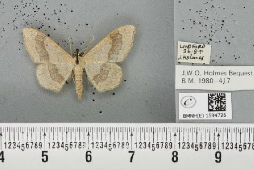 Idaea aversata (Linnaeus, 1758) - BMNHE_1594728_297994