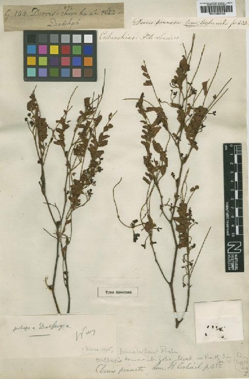 Dalbergia tamarindifolia Roxb. - BM000958709